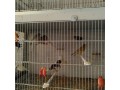 cedo-parejas-reproductoras-small-0