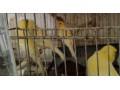 cedo-parejas-reproductoras-small-1