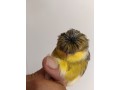 gloster-corona-macho-2024-small-0