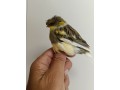 gloster-corona-macho-2024-small-1