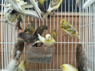 canarios
