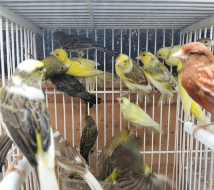 canarios-big-1