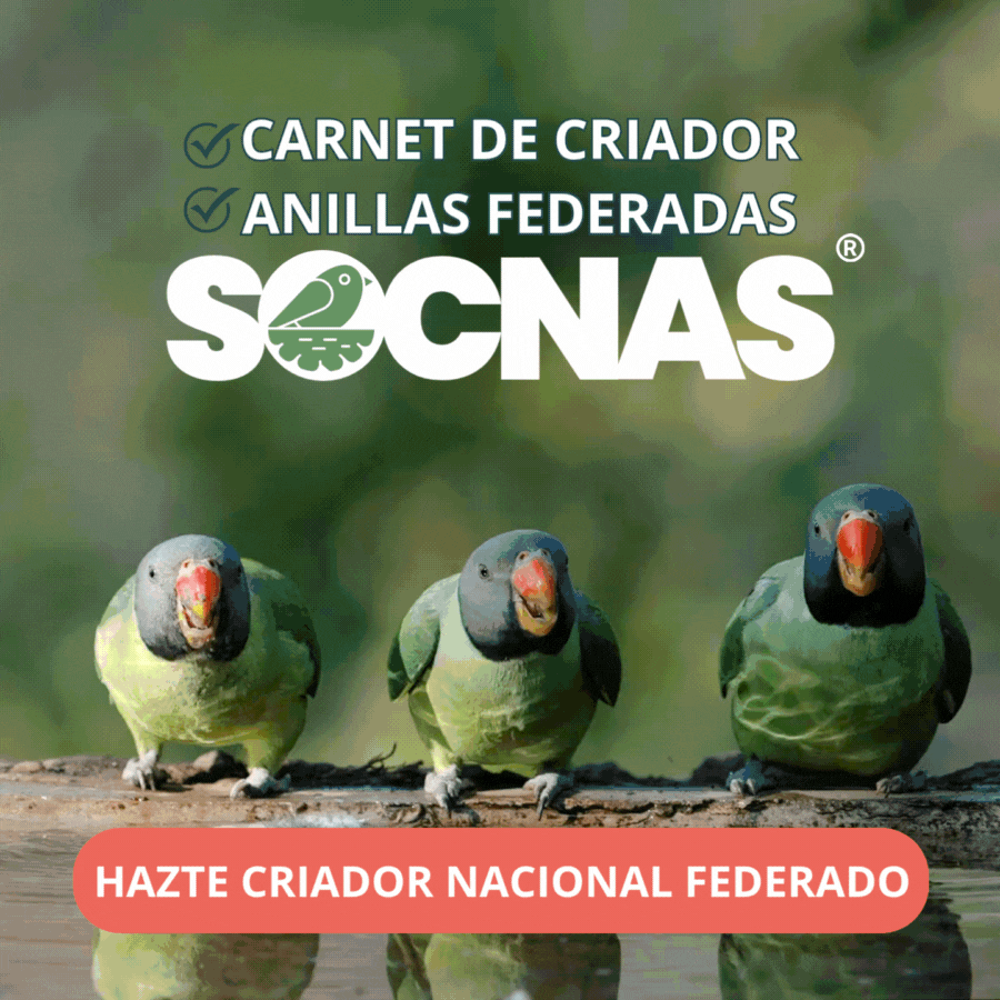 GIF animado de Avianuncios