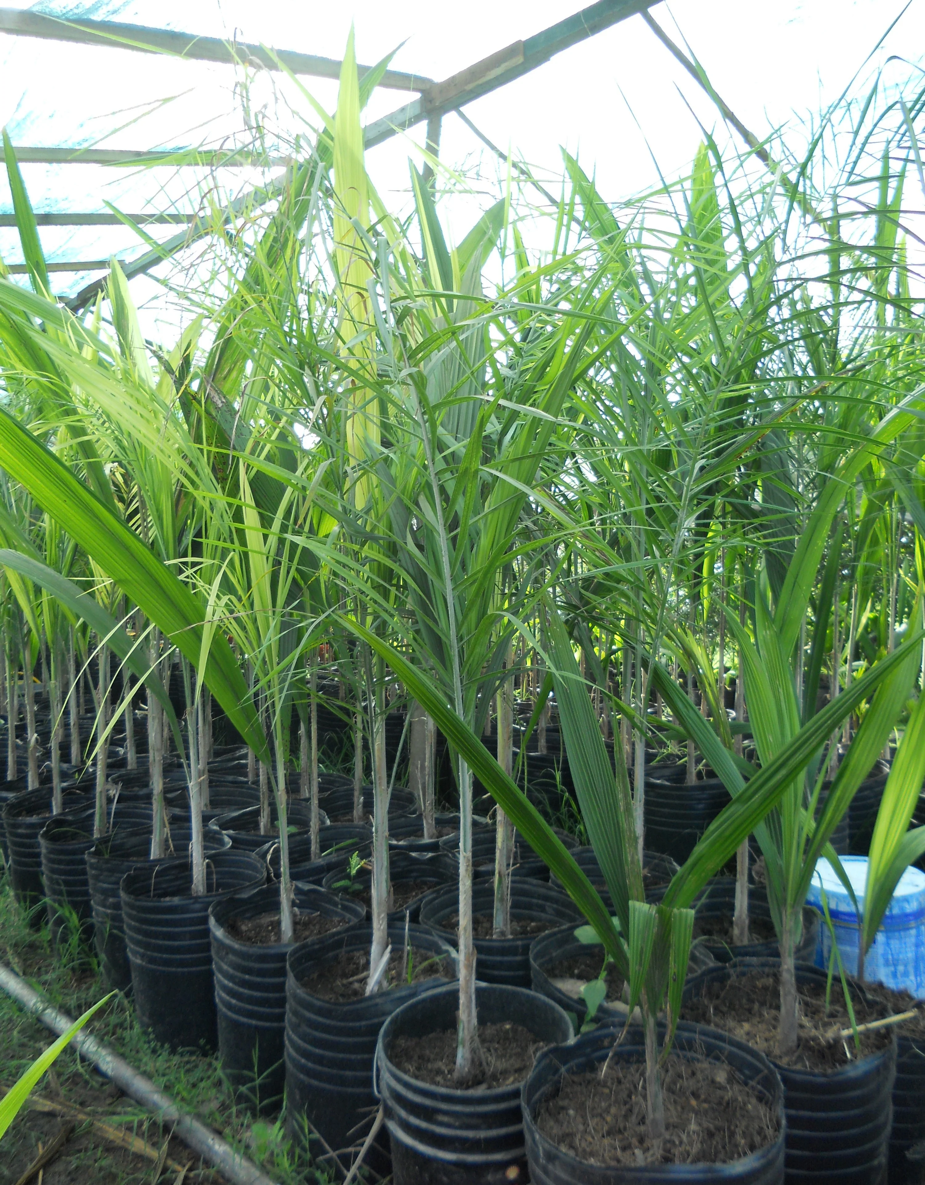 Palmeras pindo para tu casa